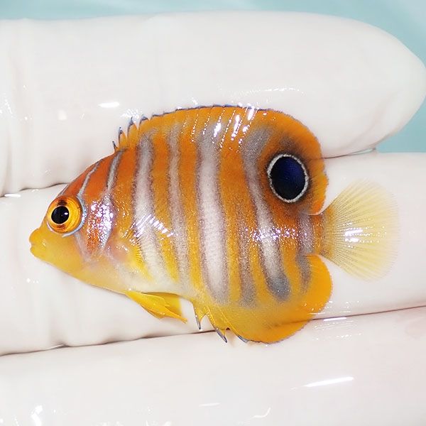 【現物7】ニシキヤッコ 4cm±!海水魚 ヤッコ15時までのご注文で当日発送(...
