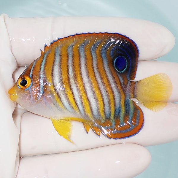 【現物9】ニシキヤッコ 6.5cm±!海水魚 ヤッコ15時までのご注文で当日発...