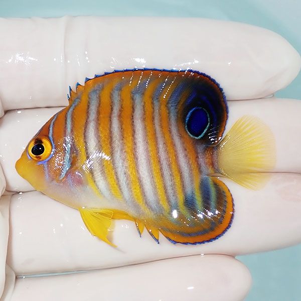 【現物10】ニシキヤッコ 5.5cm±!海水魚 ヤッコ15時までのご注文で当日発...