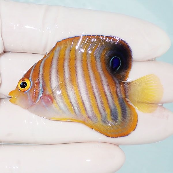 【現物11】ニシキヤッコ 6cm±!海水魚 ヤッコ15時までのご注文で当日発送...