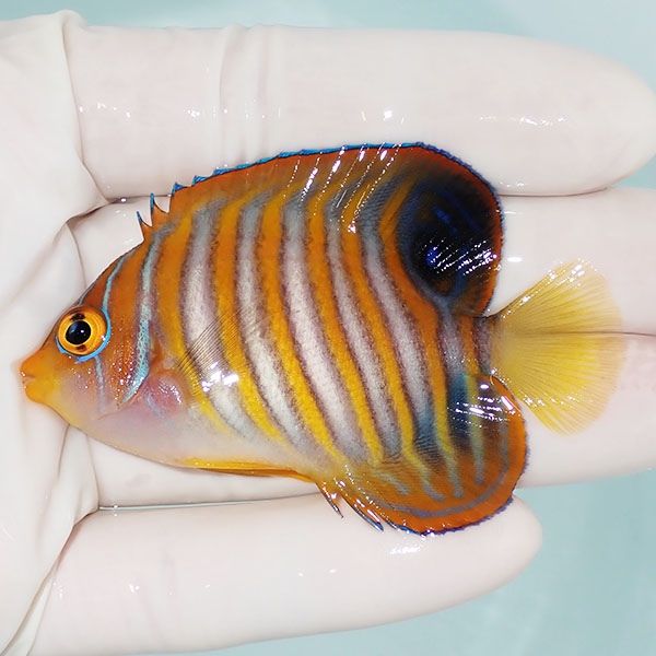 【現物12】ニシキヤッコ 6.5cm±!海水魚 ヤッコ15時までのご注文で当日発...