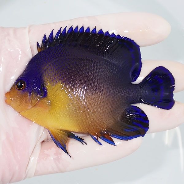 【現物2】スミレヤッコ 8.5cm±! 海水魚 ヤッコ 15時までのご注文で当日...
