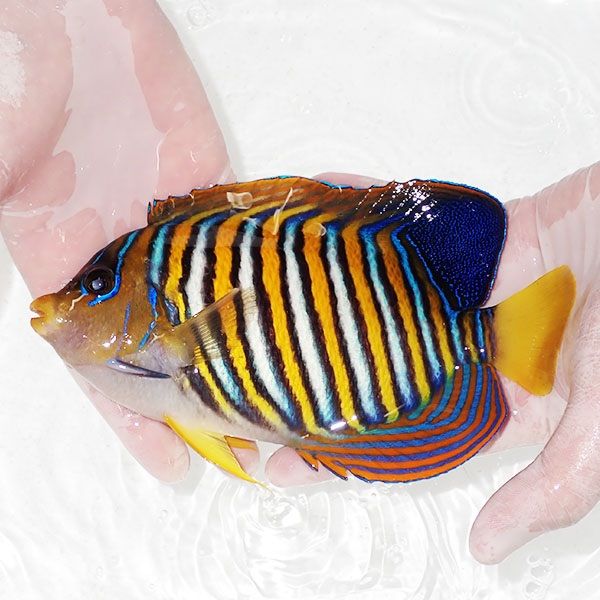 【現物18】背びれ奇形 ニシキヤッコBIG 19cm±!海水魚 ヤッコ15時までの...