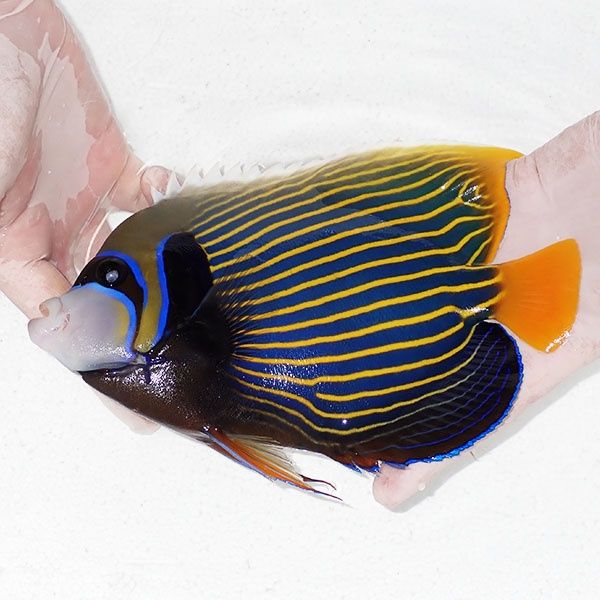 【現物8】タテジマキンチャクダイ 22cm±!海水魚 ヤッコ 15時までのご注...