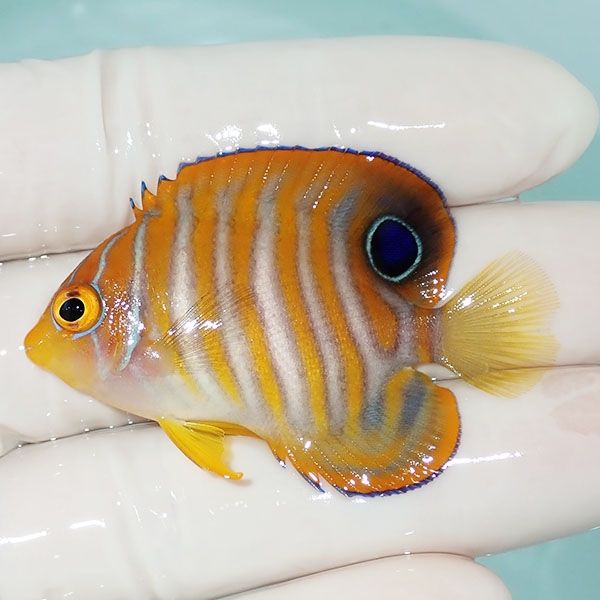 【現物13】ニシキヤッコ 5cm±!海水魚 ヤッコ15時までのご注文で当日発送...
