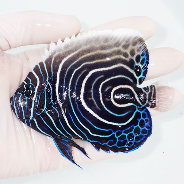 【現物1】ウズマキ(ウズキン) 11cm±!海水魚 ヤッコ 15時までのご注文で...