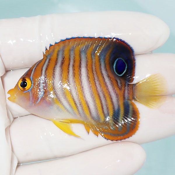 【現物14】ニシキヤッコ 6cm±!海水魚 ヤッコ15時までのご注文で当日発送...