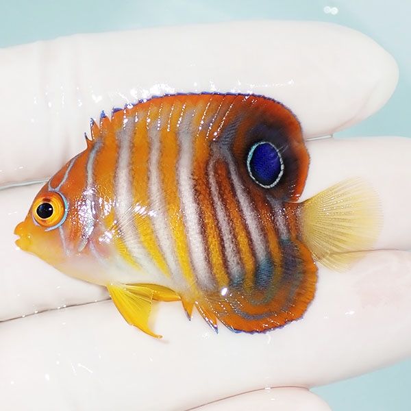 【現物15】ニシキヤッコ 5cm±!海水魚 ヤッコ15時までのご注文で当日発送...