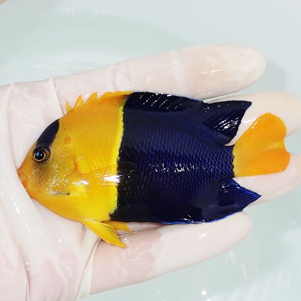 【現物3】ソメワケヤッコbig 9cm± ! 海水魚 ヤッコ 15時までのご注文で...