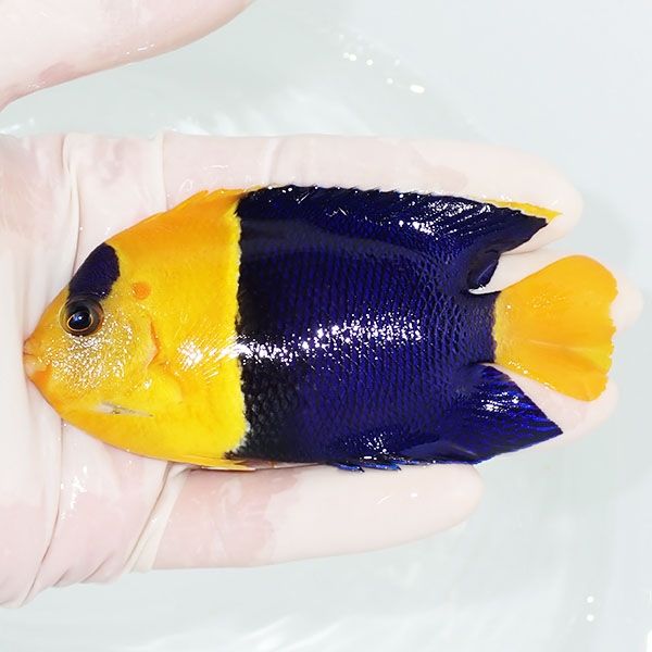 【現物1】ソメワケヤッコ big 10cm±! 海水魚 ヤッコ 15時までのご注文で...