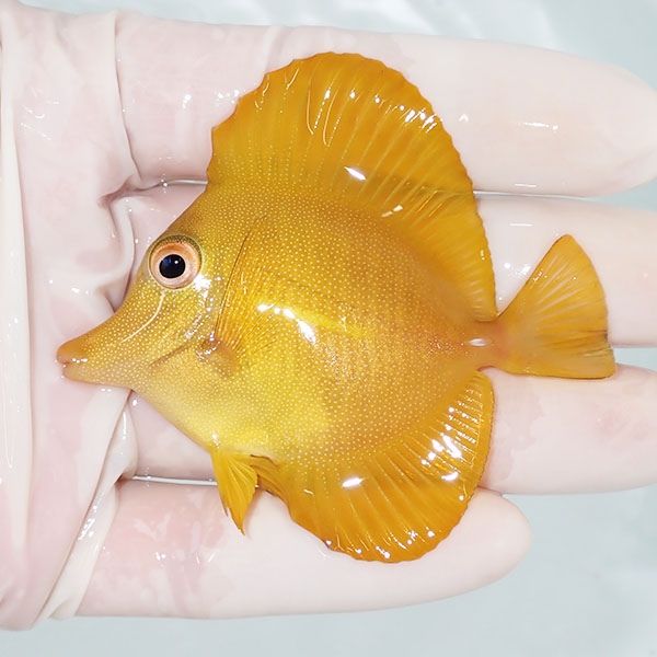 【現物1】ゴマハギ イエロー 7cm±! 海水魚 ハギ !15時までのご注文で当...