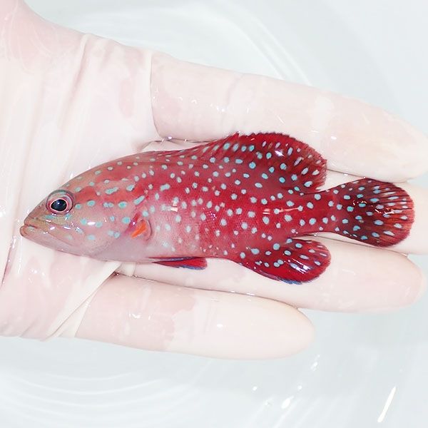 【現物1】ユカタハタ 9.5cm±!海水魚 ハタ 15時までのご注文で当日発送(...