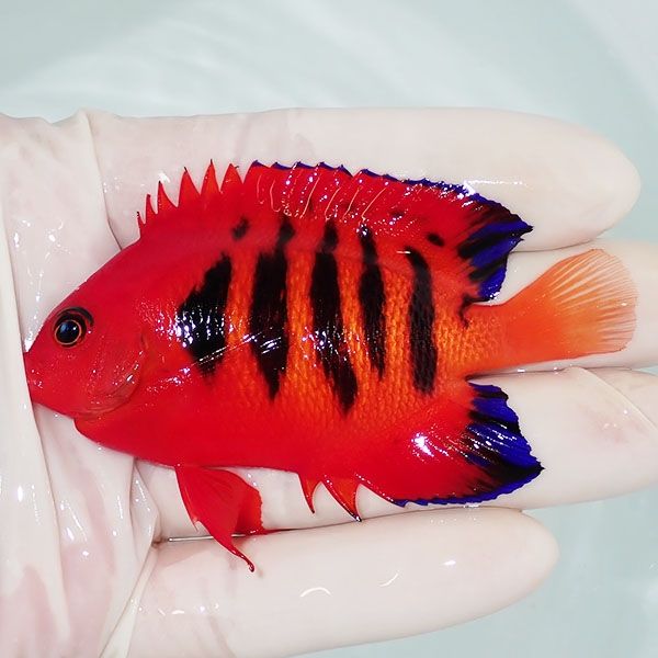 【現物5】フレームエンゼル 8cm! 海水魚 ヤッコ 15時までのご注文で当日...