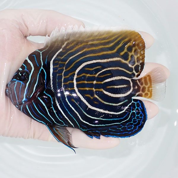 【現物4】ウズマキ（ウズキン） 13cm±! 海水魚 ヤッコ 15時までのご注文...