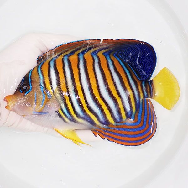 【現物16】ヒレスレ有り ニシキヤッコBIG 18.5cm±!海水魚 ヤッコ15時ま...