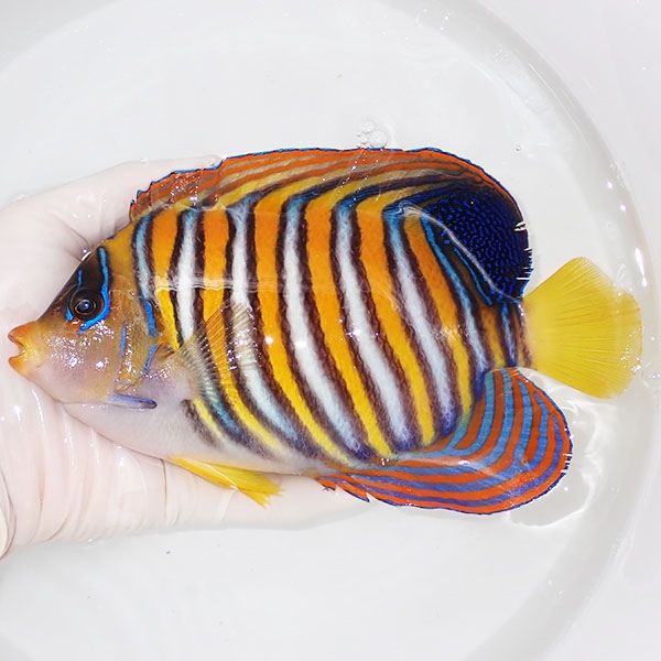 【現物17】ヒレスレ有り ニシキヤッコBIG 19cm±!海水魚 ヤッコ15時まで...