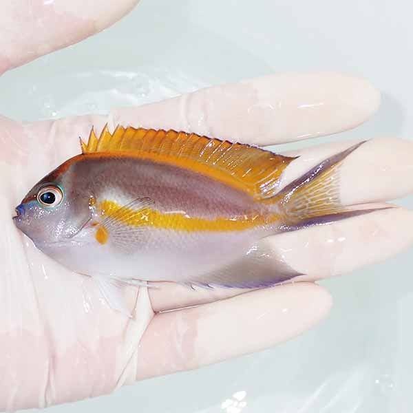 【現物1】ベルスエンゼル♂ （オーネイトエンゼル）9cm±!海水 生体 ヤッ...