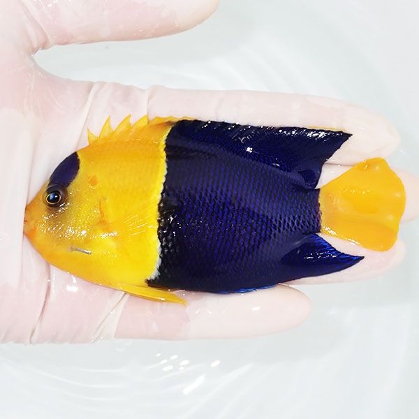 【現物2】ソメワケヤッコ big 11cm±! 海水魚 ヤッコ 15時までのご注文...