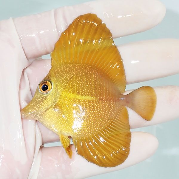 【現物2】ゴマハギ イエロー 6cm±! 海水魚 ハギ !15時までのご注文で当...