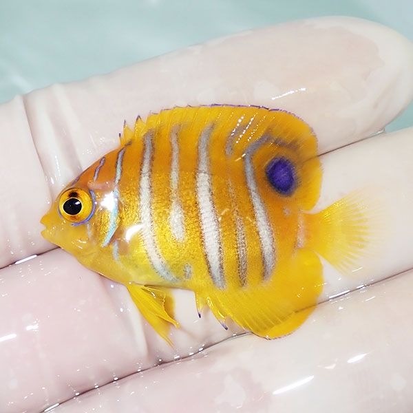 【現物1】粒エサOK モルディブ産インドニシキヤッコ 4cm±! 海水魚 ヤッ...