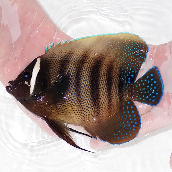 【現物4】ロクセンヤッコ 17cm± ! 海水魚 ヤッコ 15時までのご注文で当...