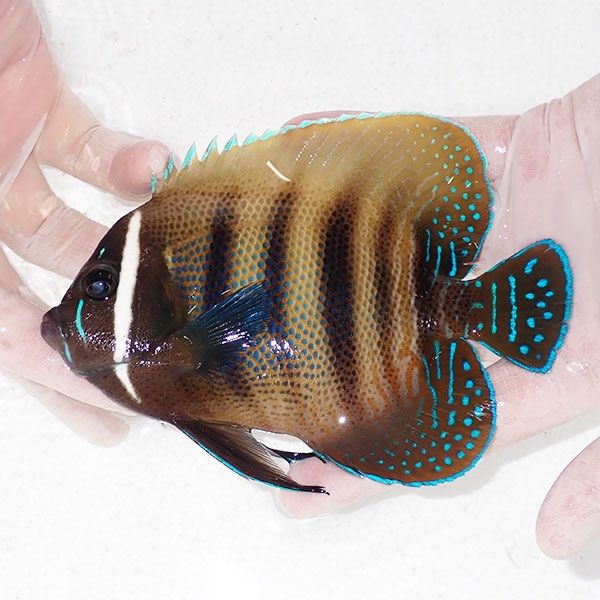 【現物3】ロクセンヤッコ 14cm± ! 海水魚 ヤッコ 15時までのご注文で当...