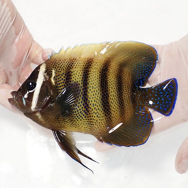 【現物1】顔スレ有り ロクセンヤッコ 17cm± ! 海水魚 生体 15時までのご...