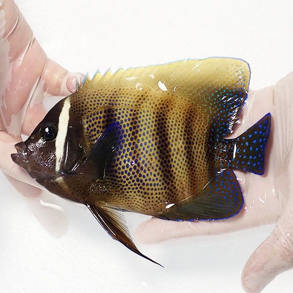 【現物2】顔スレ有り ロクセンヤッコ 17.5cm± ! 海水魚 生体 15時までの...