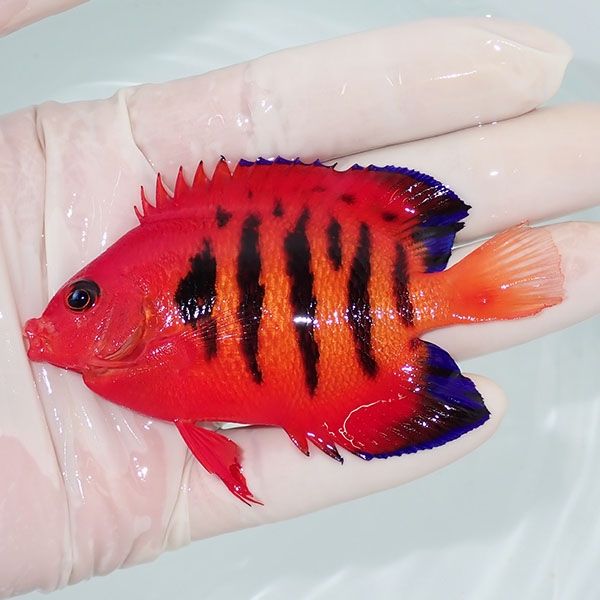 【現物1】フレームエンゼル 8.5cm! 海水魚 ヤッコ 15時までのご注文で当...