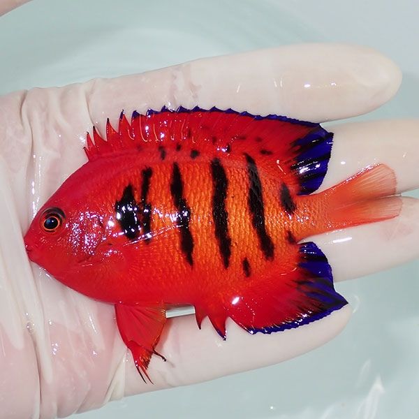 【現物2】フレームエンゼル 9cm! 海水魚 ヤッコ 15時までのご注文で当日...