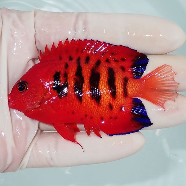 【現物3】尾びれ欠け フレームエンゼル 7.5cm! 海水魚 ヤッコ 15時まで...