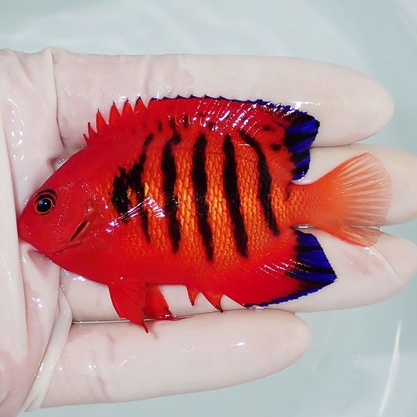 【現物4】フレームエンゼル 7.5cm! 海水魚 ヤッコ 15時までのご注文で当...