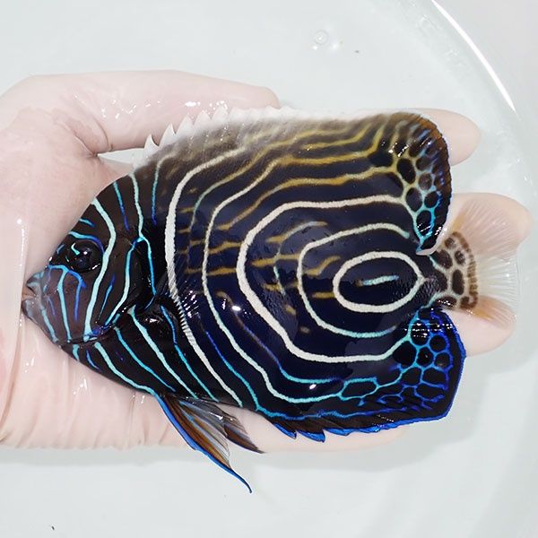 【現物3】ウズマキ（ウズキン） 14cm± ! 海水魚 ヤッコ 15時までのご注...