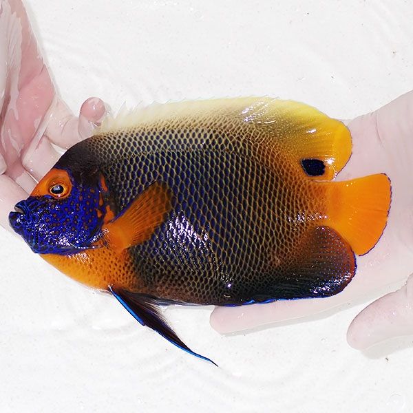 【現物1】 アデヤッコ 成魚 20cm±! 海水魚 ヤッコ(t111(t207