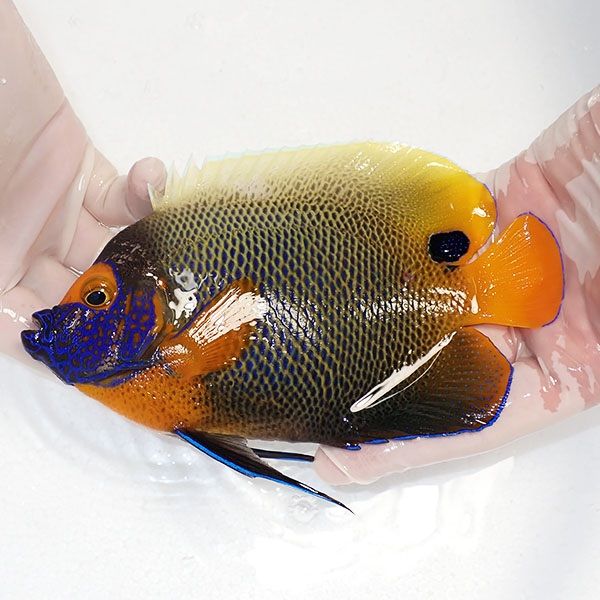 【現物2】 顔スレヒレ裂け アデヤッコ 成魚 18cm±! 海水魚 ヤッコ(t111(...