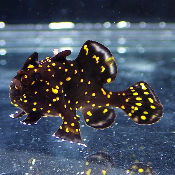 【現物1】クマドリカエルアンコウ ブラック 3cm! 海水魚 アンコウ 15時...