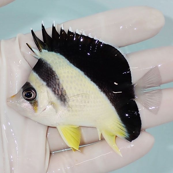 【現物3】粒エサOK バーゲスバタフライ 7.5cm±! 海水魚 チョウチョウウ...