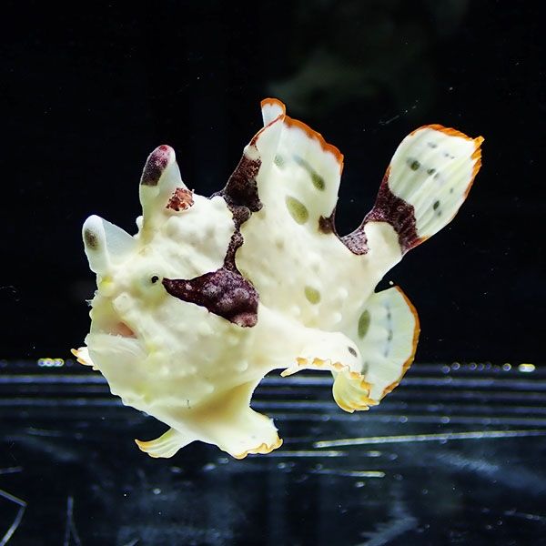 【現物2】クマドリカエルアンコウ ホワイト 5.5cm! 海水魚 アンコウ 15...
