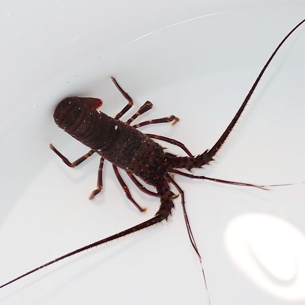 現物 イセエビsp. 8cm! 海水魚 エビ 15時までのご注文で当日発送(t129