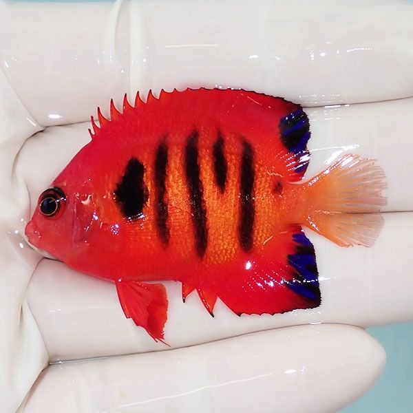 【現物7】マーシャル産 スレ有り フレームエンゼル 5.5cm! 海水魚 ヤッ...