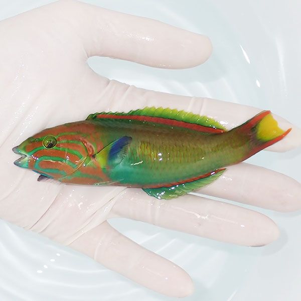 【現物1】ヤマブキベラ ♂ 12.5cm±!までのご注文で当日発送(t122(t207