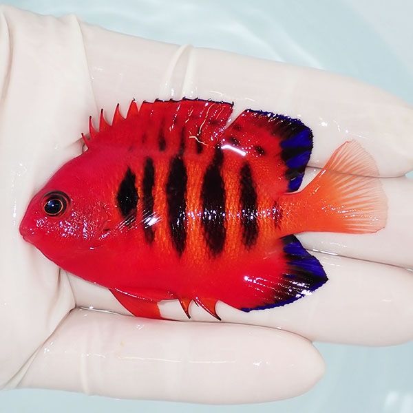 【現物6】背びれ裂け フレームエンゼル 7cm! 海水魚 ヤッコ 15時までの...