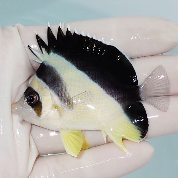 【現物1】粒エサOK バーゲスバタフライ 7cm±! 海水魚 チョウチョウウオ ...