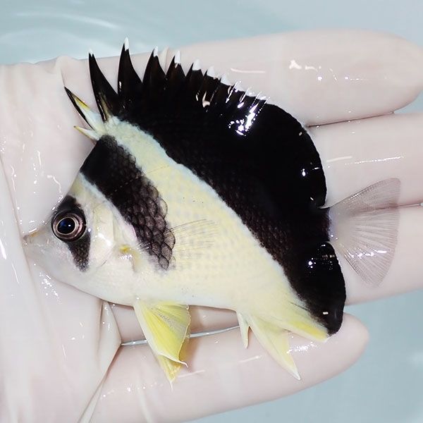 【現物2】粒エサOK バーゲスバタフライ 7.5cm±! 海水魚 チョウチョウウ...