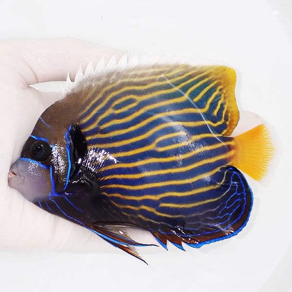 【現物9】タテジマキンチャクダイ14cm±!海水魚 ヤッコ 15時までのご注...