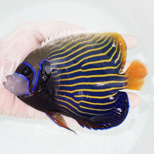 【現物6】タテジマキンチャクダイ 15cm±!海水魚 ヤッコ 15時までのご注...