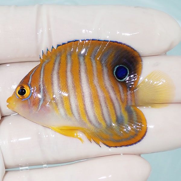 【現物1】ニシキヤッコ 5.5cm±!海水魚 ヤッコ15時までのご注文で当日発...
