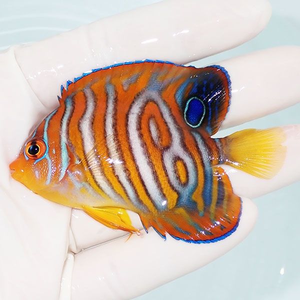 【現物8】粒エサOK イレギュラーバンド ニシキヤッコ 7.5cm±!海水魚 ヤ...