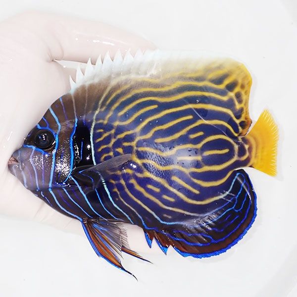【現物11】タテジマキンチャクダイ 15cm±!海水魚 ヤッコ 15時までのご...