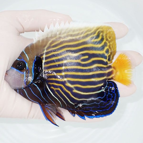 【現物10】タテジマキンチャクダイ 13cm±!海水魚 ヤッコ 15時までのご...